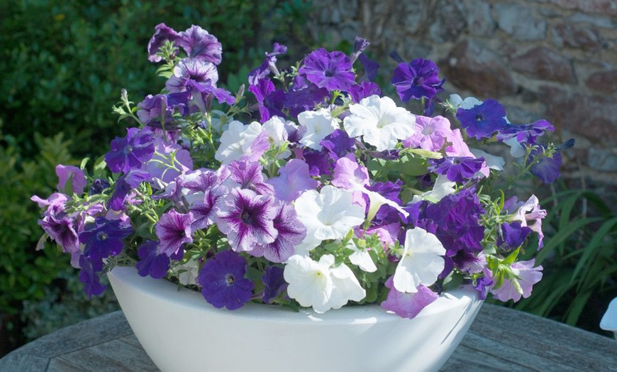 Image 13: Pack of 15 Garden Ready Mixed Variety Petunia Plants