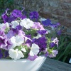 Image 13: Pack of 15 Garden Ready Mixed Variety Petunia Plants