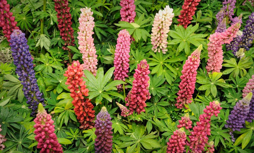 Image 4: Lupin Russell Hybrids Plants