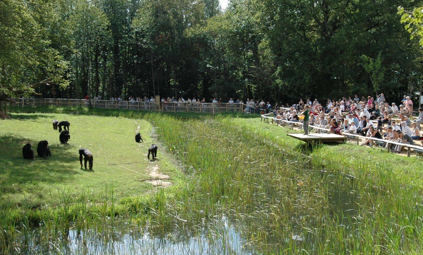 Image 6: La Vallée des Singes : expérience précieuse au cœur du monde sauvage