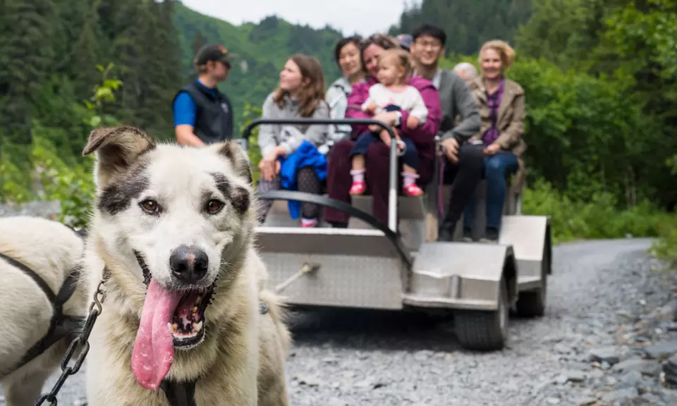 Dog Sled Ride and Kennel Tour for One Adult or Child from Seavey's Ididaride Sled Dog Tours (Up to 0% Off) - Primary Image