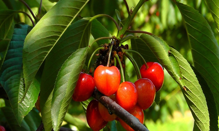 Image 9: 3er-Set Obstbäume