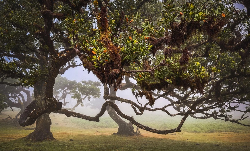 Image 6: ✈ 6-Day Madeira: Explore Portugal's Garden Island with Flights and Car