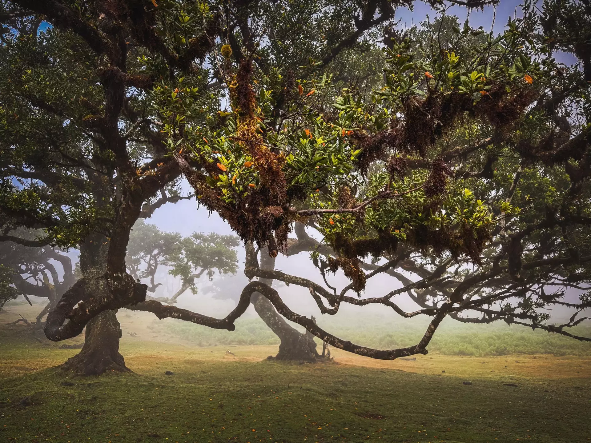 ✈ 6-Day Madeira: Explore Portugal's Garden Island with Flights and Car