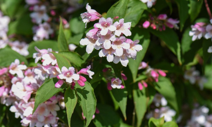 Image 19:  Mixed Hardy Shrub Collection - 8, 16 or 24 Plants