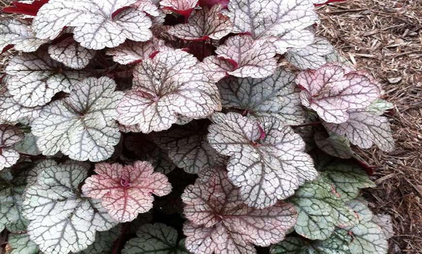 Image 5: 4 x 1 Litre Handsome Heuchera