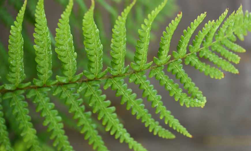 Image 1: Hardy Shuttlecock Fern - 1, 2 or 3 Potted Plants