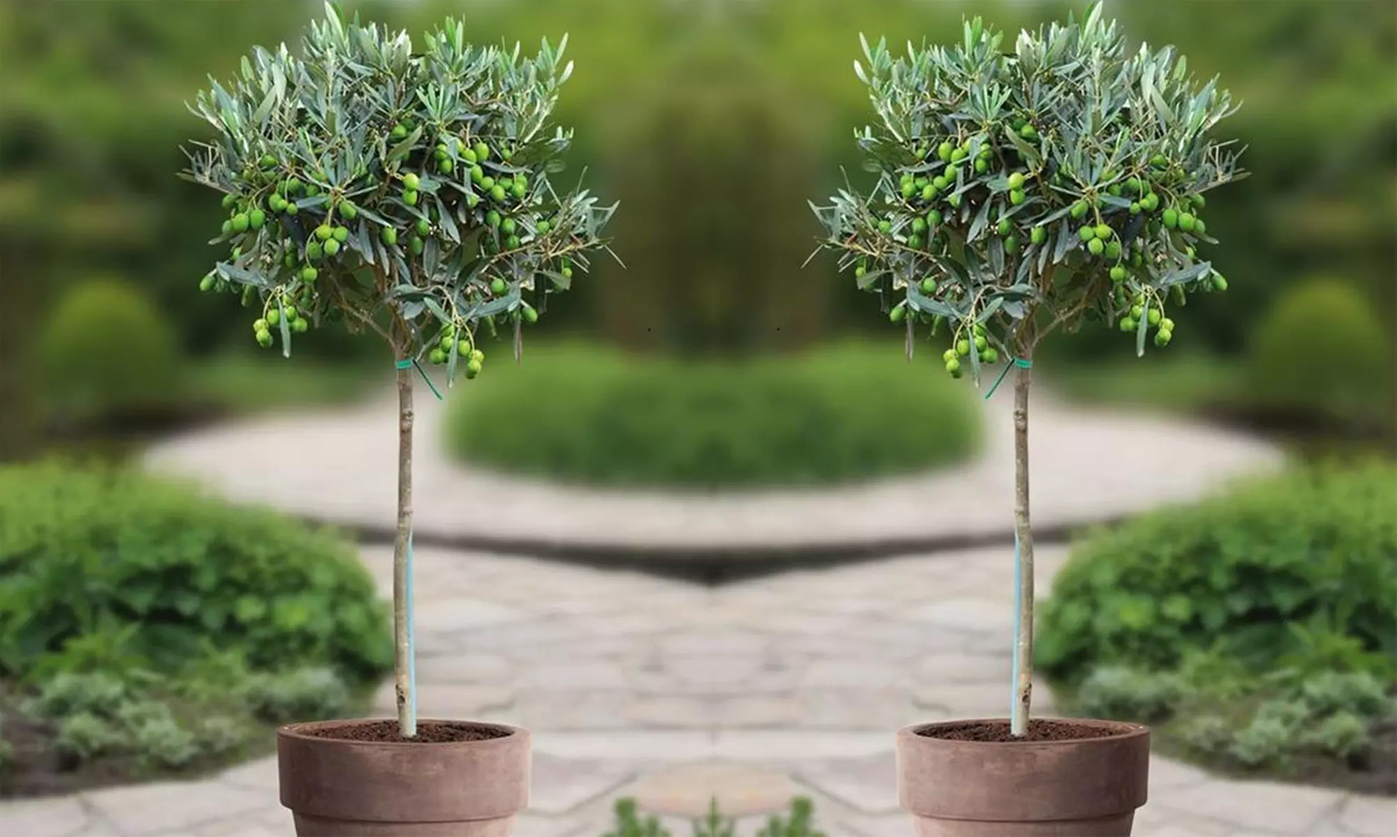 1 o 2 arbustos olivos con maceta incluida - Primary Image