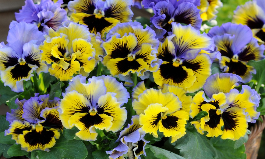 Image 7: 12 or 24 Scented Pansy Frizzle Sizzle Mix Plants with 50g Plant Food