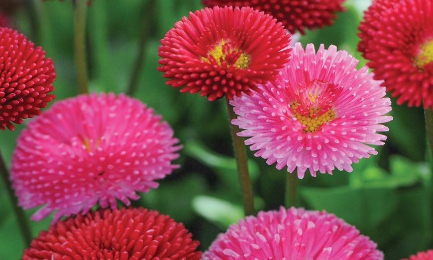 Image 2: Up to 144 Winter Bedding Plants