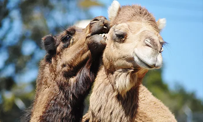 One-Year Individual Membership to the Oakland Zoo (50% Off) - Second Medium