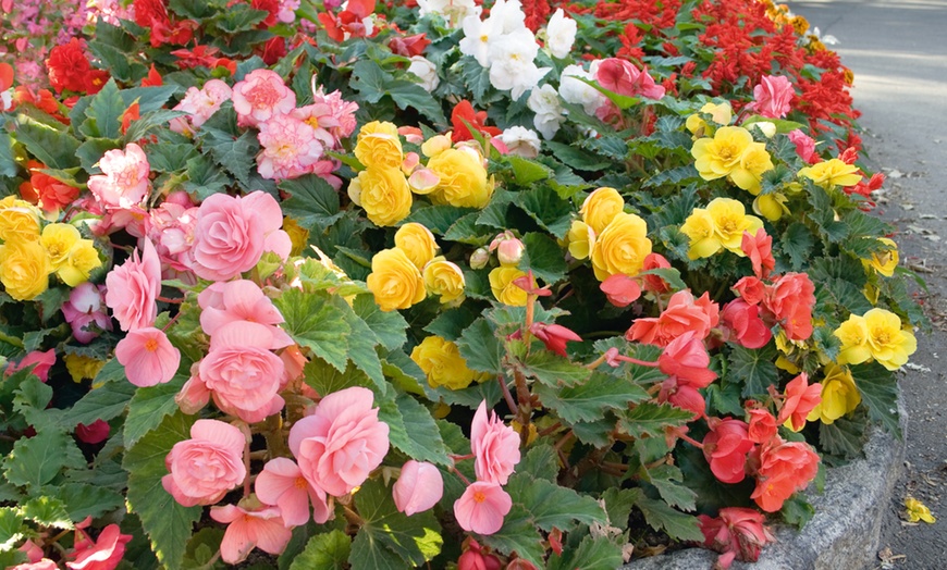 Image 1: 10 x Giant Mixed Begonias