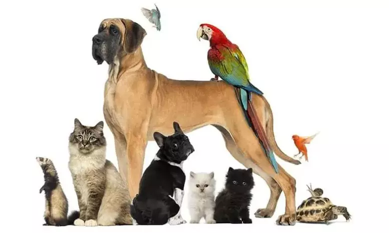 Formation en naturopathie animalière en 14 modules avec MeFormer (83% de remise) - Primary Image