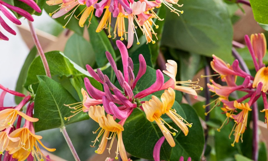 Image 1: Lonicera "American Beauty"