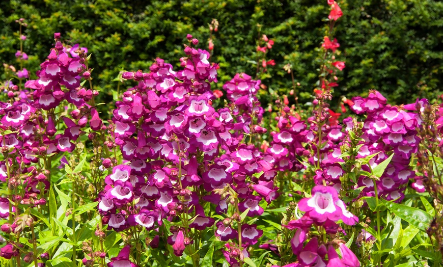 Image 2: Pretty Penstemon Mixed Collection – Six or Nine Potted Plants