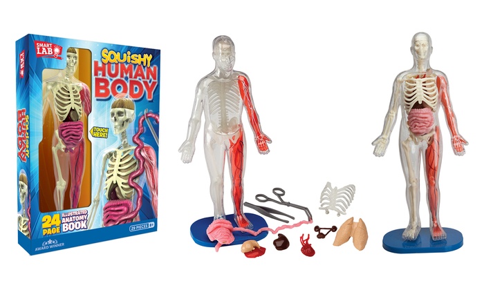 squishy human anatomy