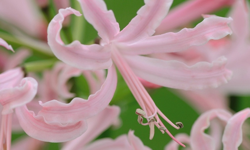 Image 7: Nerine Cornish Lily Two-Litre Potted Plants