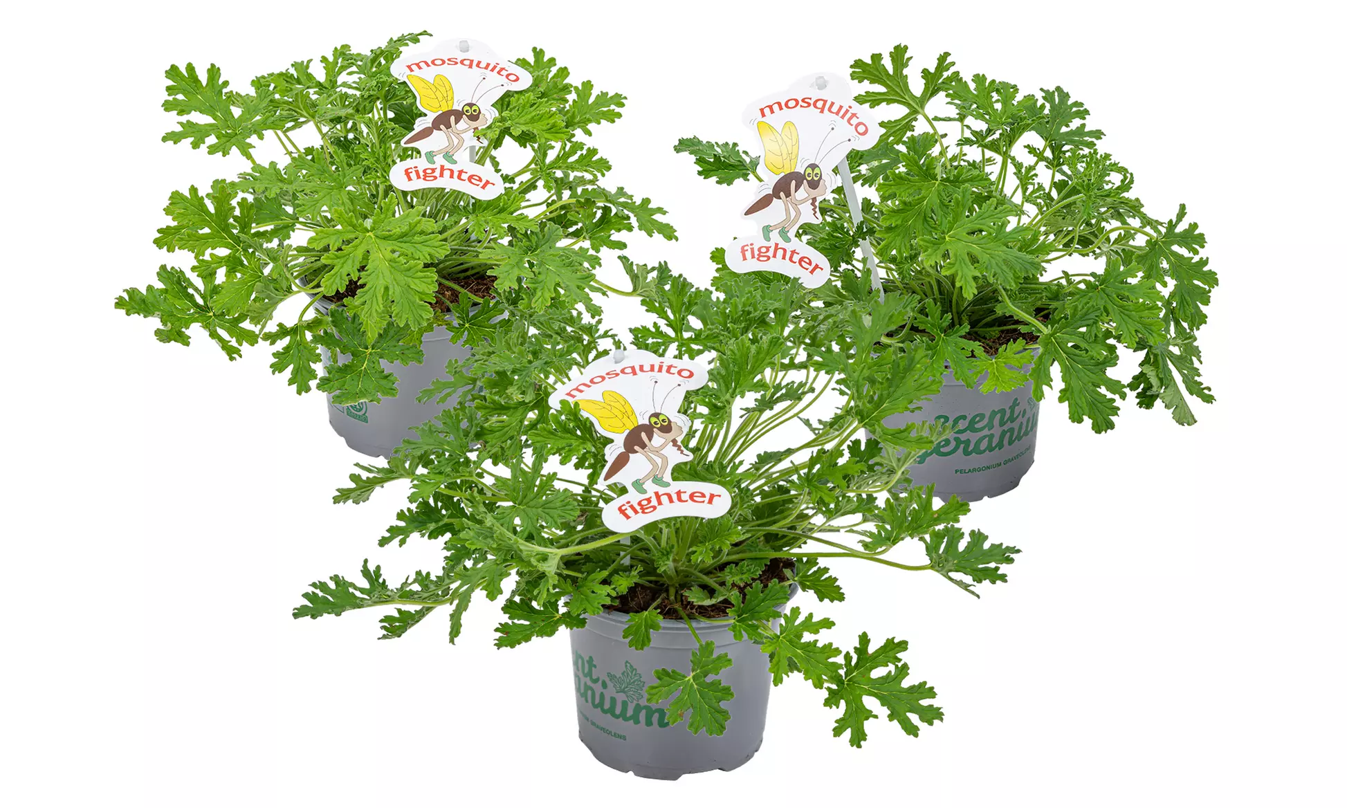 3er-Set Duftgeranien gegen Mücken