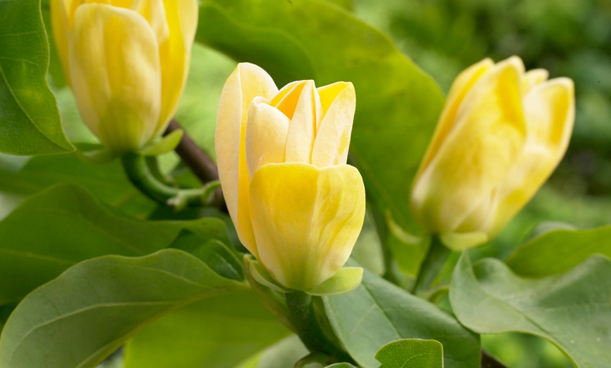 Image 2: One or Two Magnolia Standard Plants