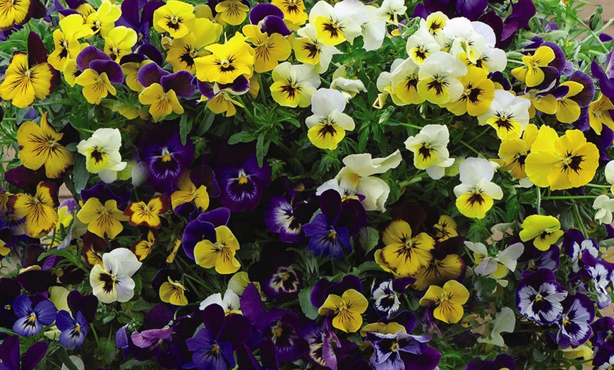 Image 2: 24, 48 or 72 Pansy Waterfall Mixed Plants