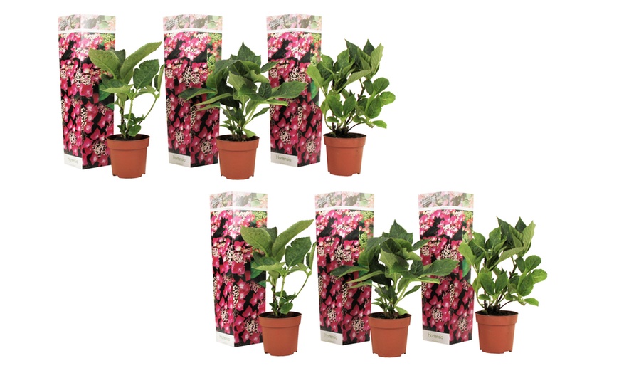 Image 13: Lot de 3 ou 6 hortensias Teller