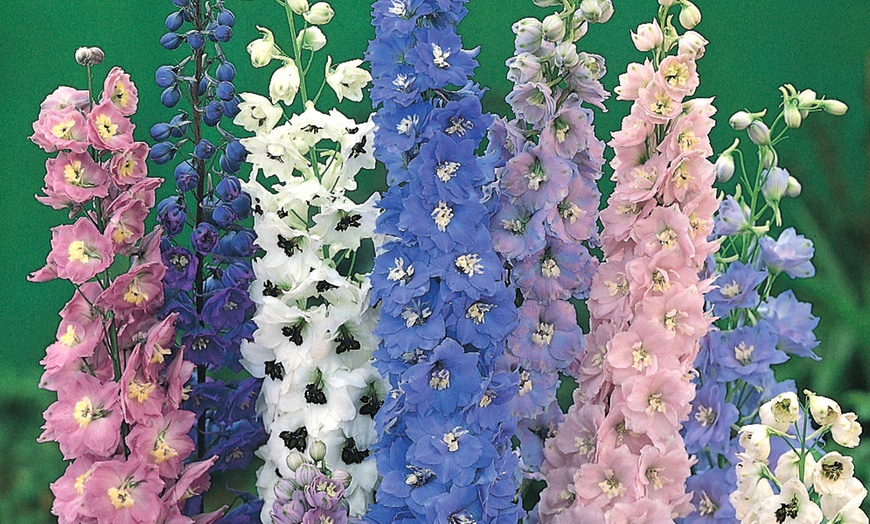 Image 3: Hardy Delphinium Mixed Plants