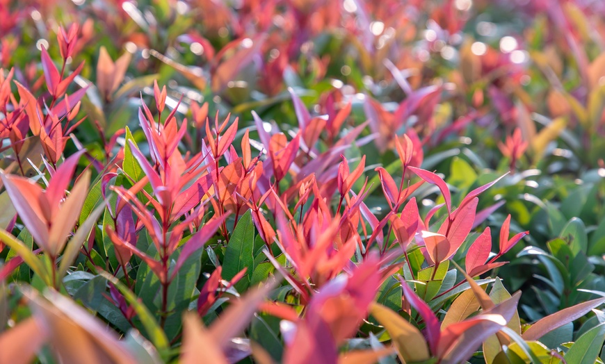 Image 3: 3 ou 6 plants de photinia fraseri "Red Robin"