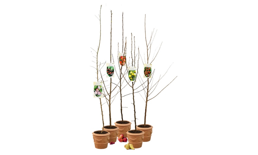 Image 18: Arbres fruitiers XXL