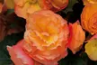 5, 10 or 20 Begonia Apricot Shades Improved F1 Hybrid Bulbs - Image 4