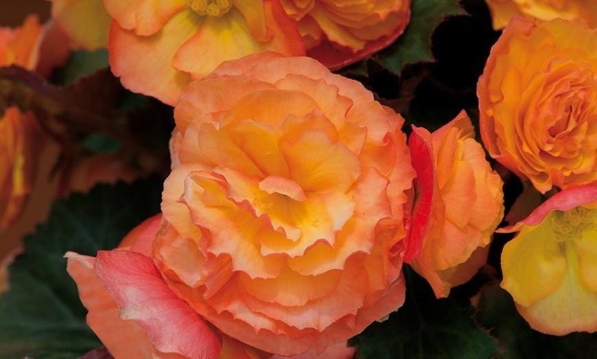 Image 4: 5, 10 or 20 Begonia Apricot Shades Improved F1 Hybrid Bulbs