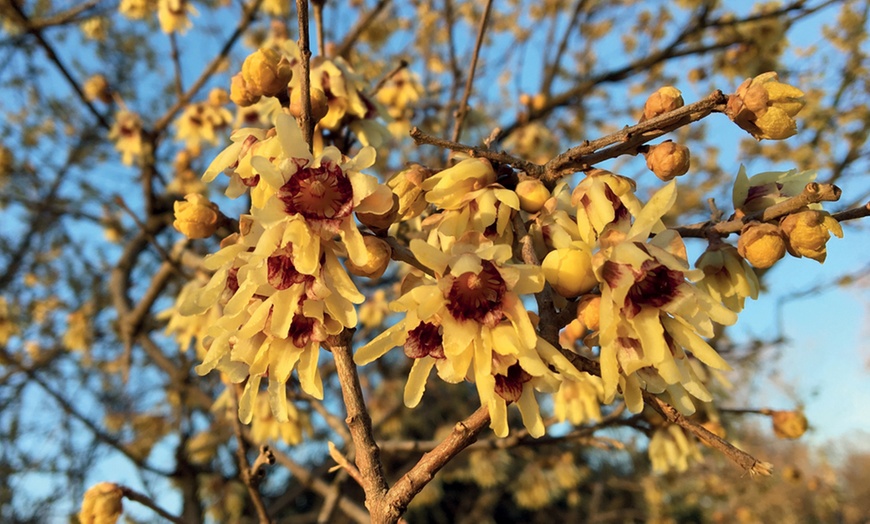 Image 1: Chimonanthus Praecox Wintersweet - 1 or 2 Potted Plants