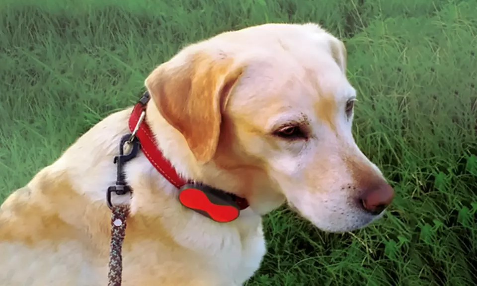 Tracker d'animaux GPS - Image 2