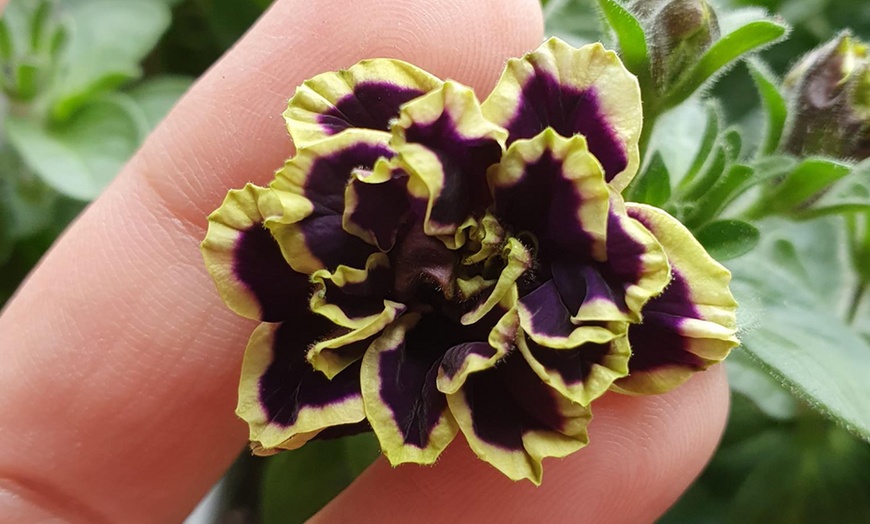 Image 3: Petunia Mystical Midnight Gold - 5 or 10 Plants