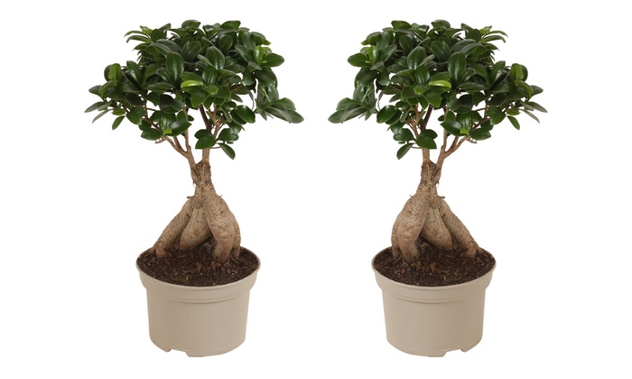 Bis zu 62 Rabatt 2x Ficus Ginseng BonsaiBaum Groupon