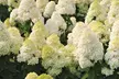 Lot de 2 ou 4 hortensias Grandiflora - Image 4