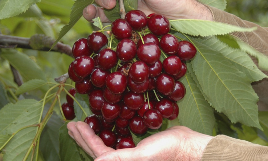 Image 2: Three-Tree Orchard Collection