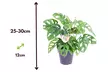 2x Monstera Minima oder 2x Monstera Monkey Mask - Second Medium