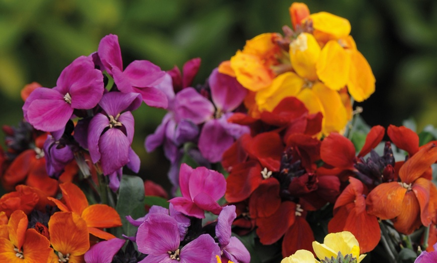 Image 2: 10, 20 or 40 Wallflower Dwarf Scented Mixed Hardy Plants