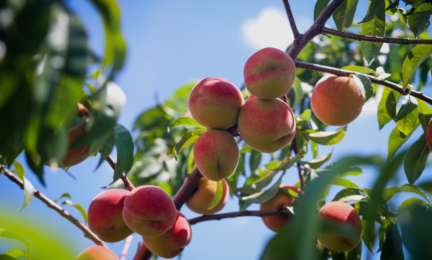 Image 7: Lot de 3 arbres fruitiers au choix