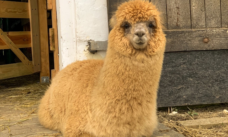 Image 12: Do 15% zniżki na Zoo/Park safari w Alpakowa Polana