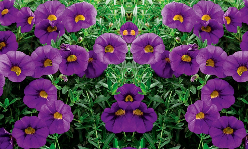 Image 7: Calibrachoa Million Bells Plant