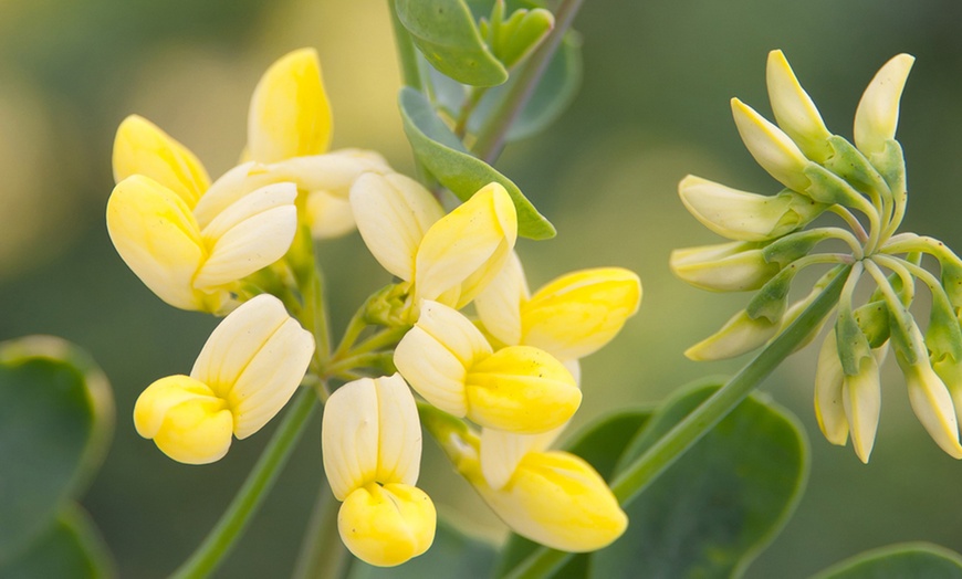 Image 1: Coronilla 'Citrina' 9cm Pot - One, Two or Three Plants