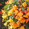 Image 2: Begonia Apricot Fiery Shades Garden-Ready Plants