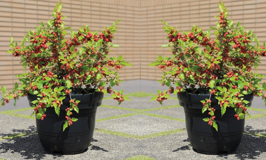 Image 5: Up to Three Black Mulberry (Morus) Charlotte Russe Plants in 9cm Pots