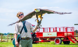 Three-Hour Falconry Experience at Adventure 001