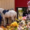 Image 4: Up to 50% Off on Horse Back Riding - Recreational at Green Gables Stables