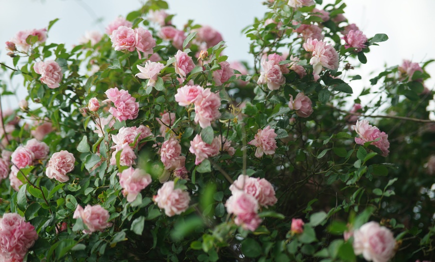 Image 3: 1 ou 2 plantes : rose du Japon