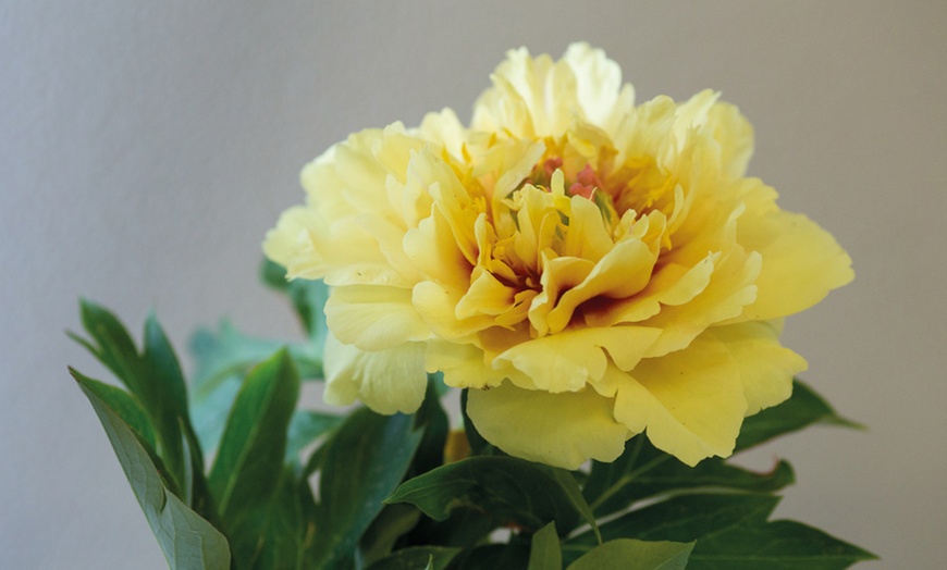 Image 2: Peony Collection Bare Root