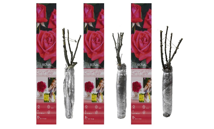 Image 10: Set di 3 o 6 rose olandesi a fiore grande OH2