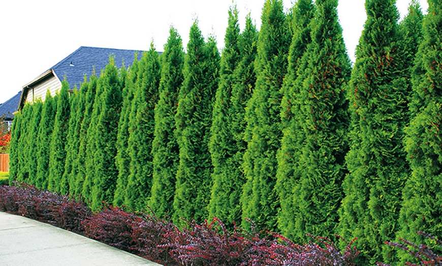 Image 1: Life Tree Hedge Thuja Smaragd